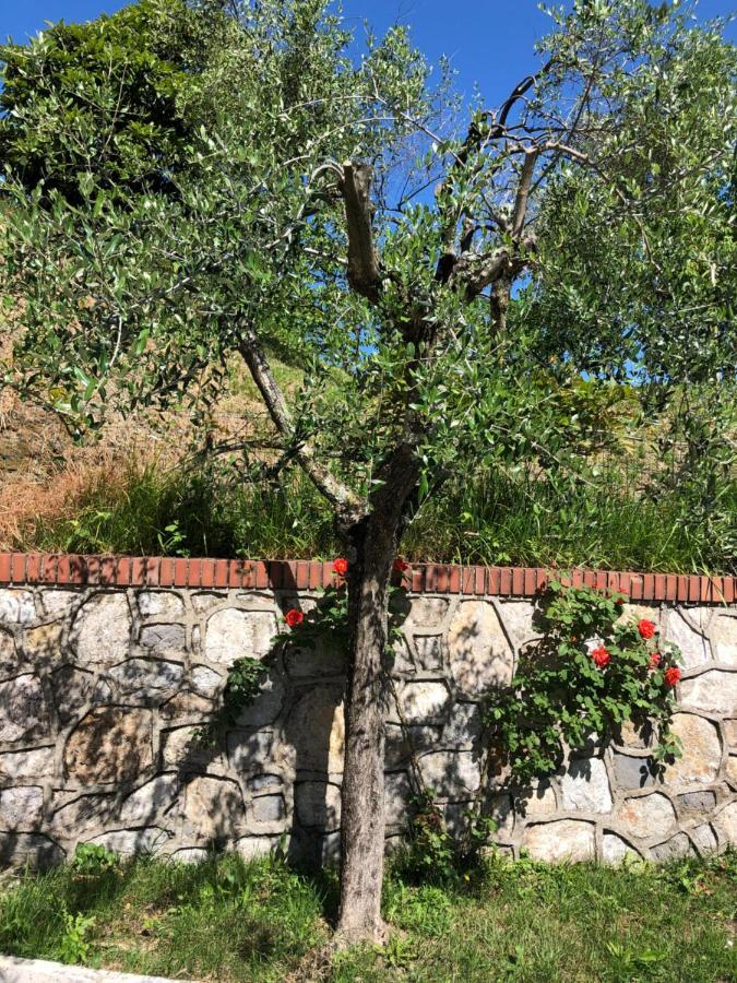 La Collina Di Albiro Affittacamere อาร์โคลา ภายนอก รูปภาพ